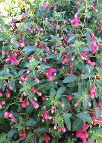 Fuchsia  'Tom Thumb'